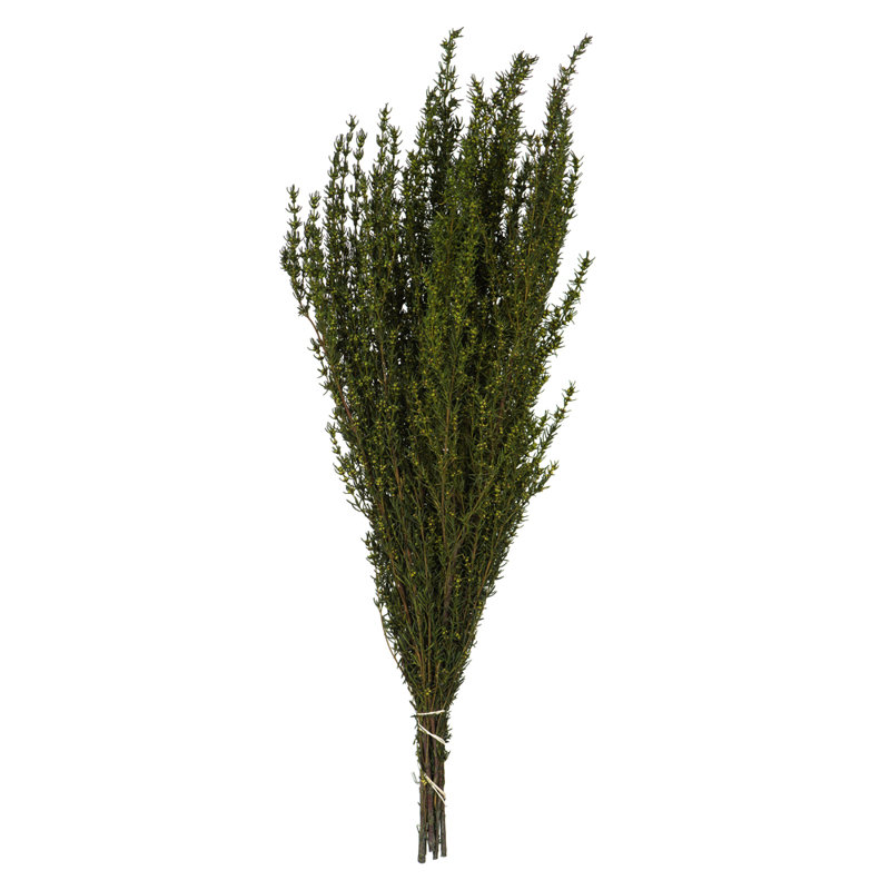 Plante à feuillage préservé 22 po, Vert