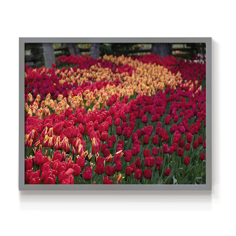 Champ de tulipes II - reproduction encadrée - réarmable, Gris, H 11 po x l 14 po