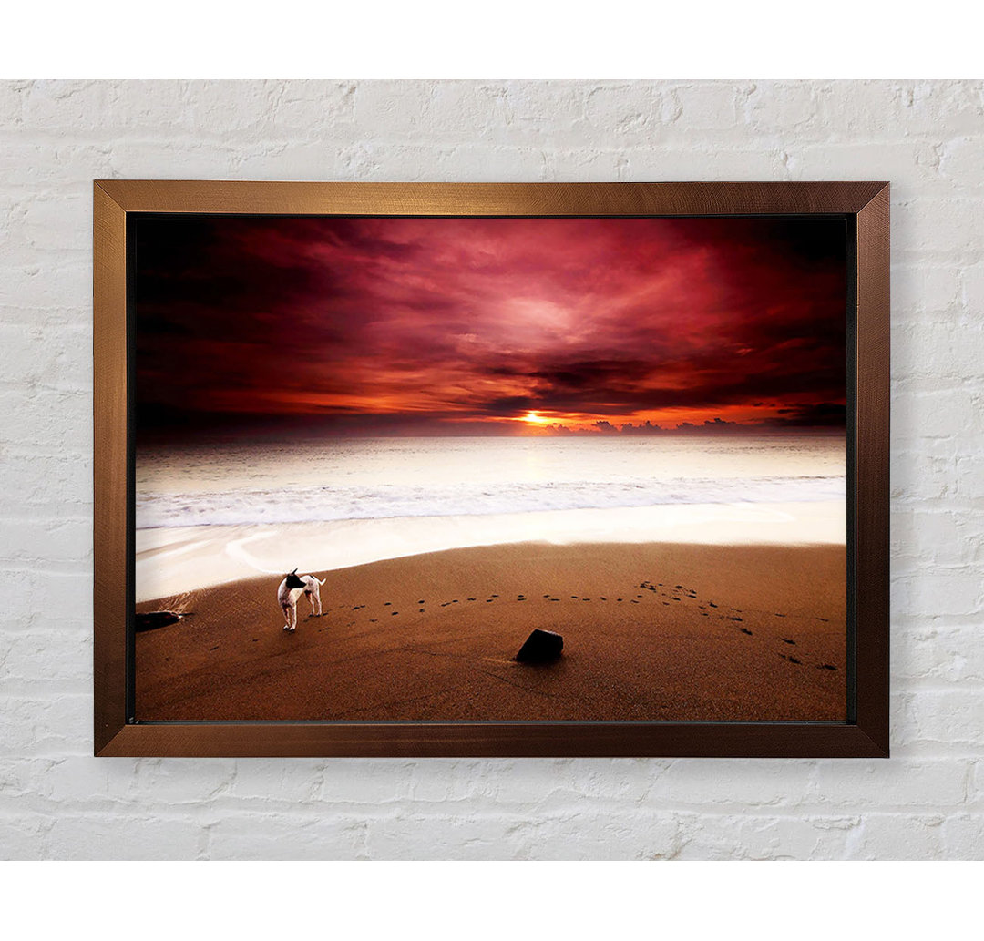 Gerahmtes Wandbild Dog On The Sunset Beach