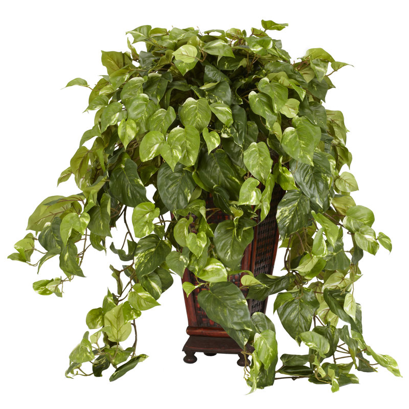 Voth Pothos plante de sol dans un vase décoratif