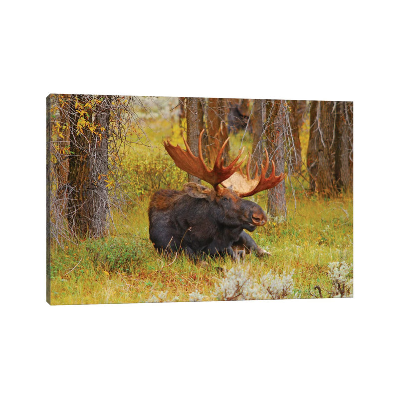 Lounging Bull by Brian Wolf - Wrapped Canvas Print, 30.48cm H x 45.72cm W x 1.91cm D