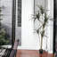 72 plante Dracaena Marginata