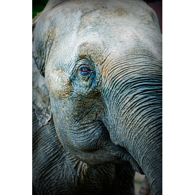 Close Up Of An Asian Elephant - Wrapped Canvas Print