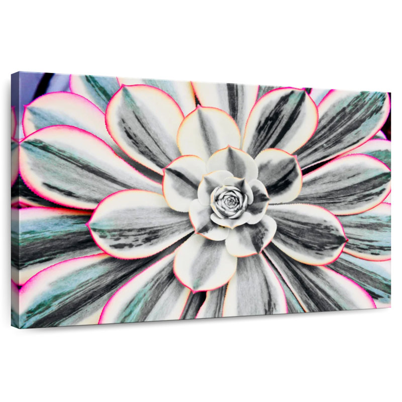 Succulent fluorescent Harnek, H 24 po x l 36 po