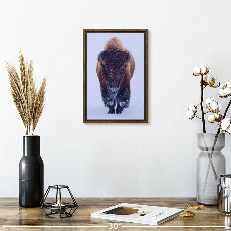 Bison dans la neige, 9" x 13", Floating Frame Walnut