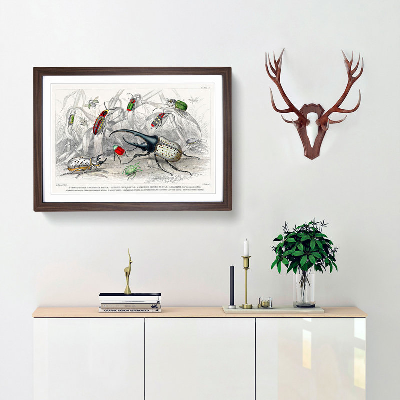 Assortment Of Beetles PL. 71 by Oliver Goldsmith - Single Picture Frame Painting, 45cm H x 63cm W x 2cm D, Walnut
