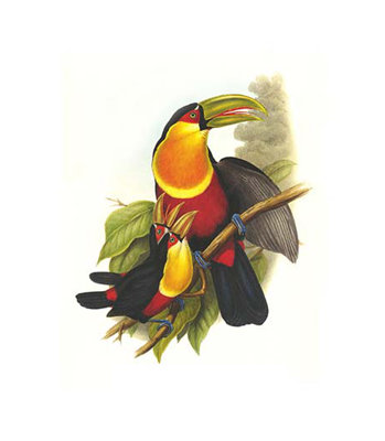 " Red Breaster Toucan And Green Billed " by John Gould