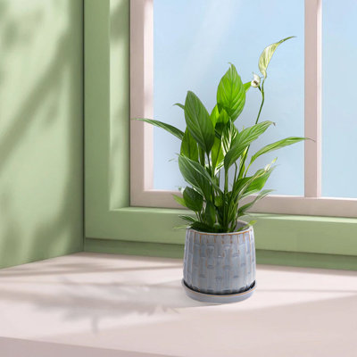 Colorful Ceramic Flowerpot