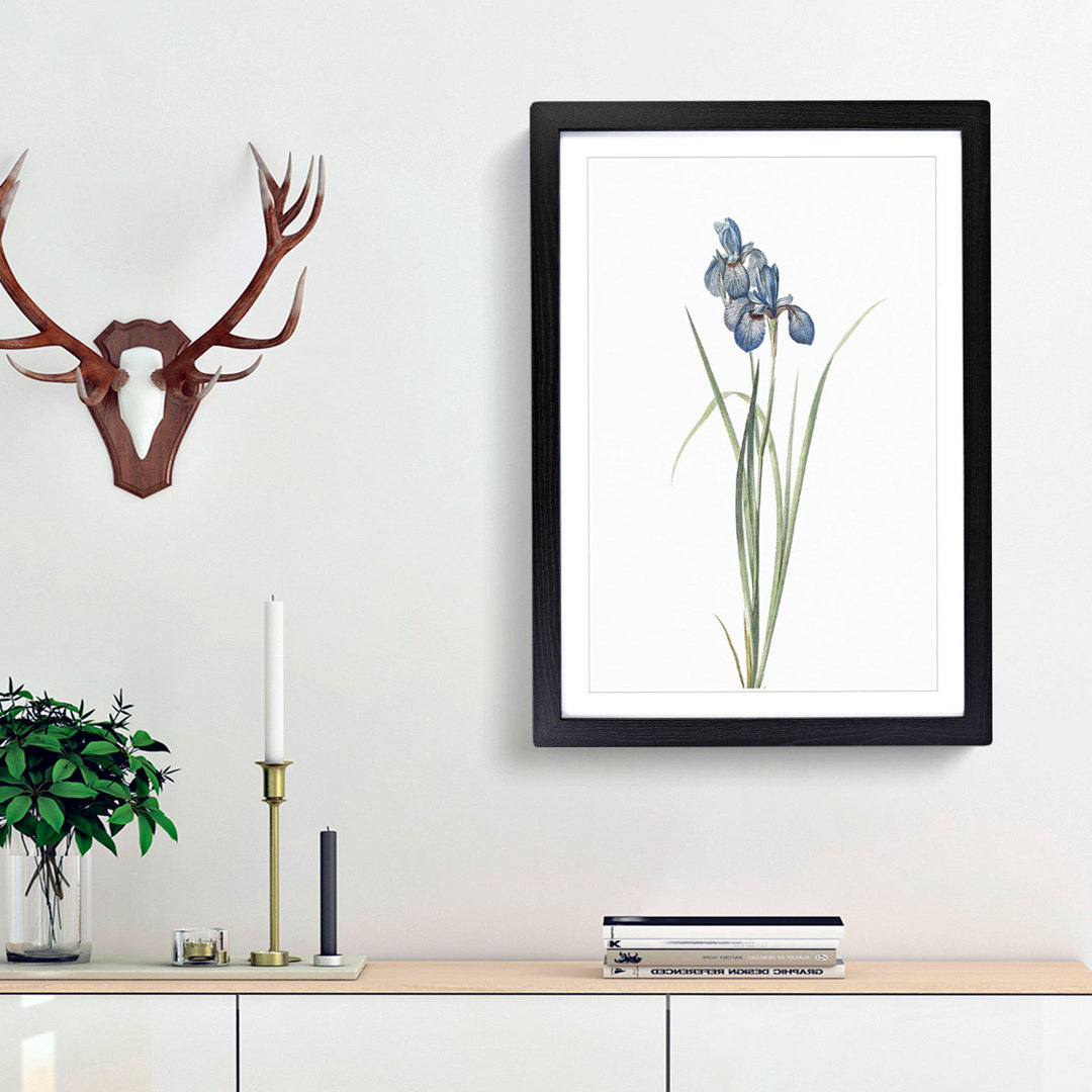 Iris Pratensis by Pierre-Joseph Redoute - Framed Print