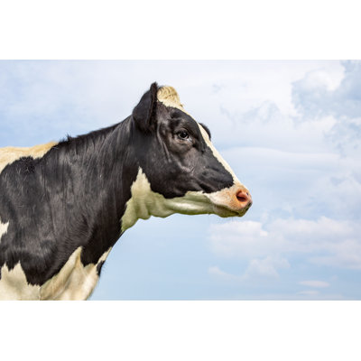 Adult Cow - Wrapped Canvas Print