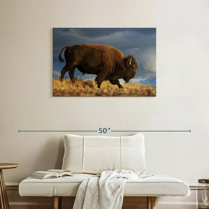 Roux marchant le bison d'Amérique, H 24 po x l 36 po