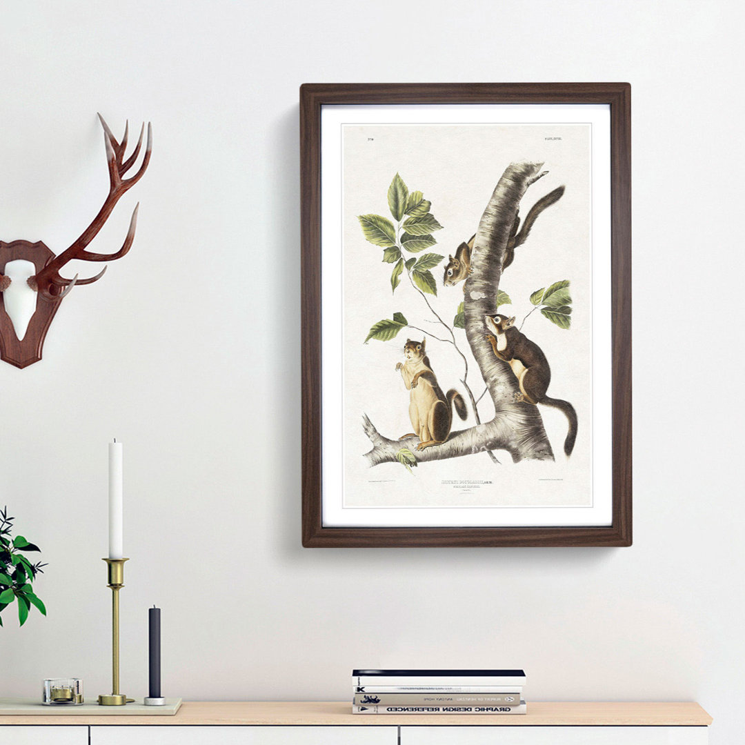 Douglass's Squirrels by J.W. Audubon - Picture Frame Painting Print