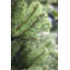 Extra Full Green Spruce Christmas Tree-42230378