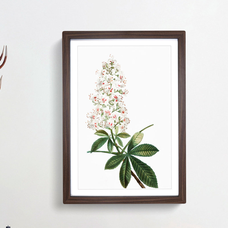 Horse Chestnut Tree Flowers by Pierre-Joseph Redoute - Framed Print, 36cm H x 27cm W x 2cm D, Walnut Framed