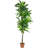 72'' Faux Dracaena Tree in Planter