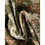 Tapis d'extérieur traditionnel-98263912