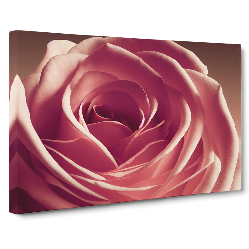 Beguiling Rose Flower - Wrapped Canvas Print, 35cm H x 50cm W x 3cm D