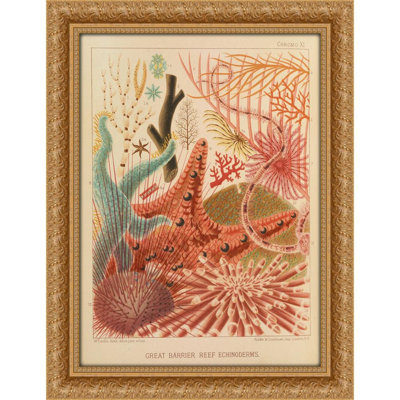 Great Barrier Reef Echinoderms (1893)