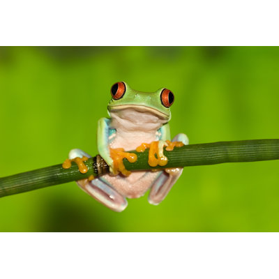 «Frog on Branch», photographie sur toile tendue