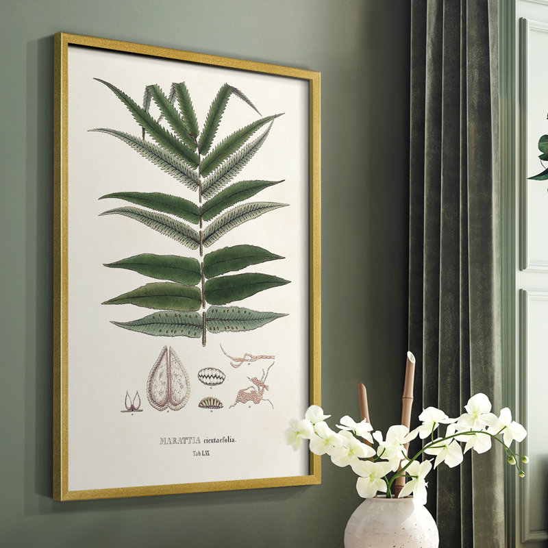 Botanical Society, impression encadrée de fougères - bois massif, H 10 po x l 8 po, Or