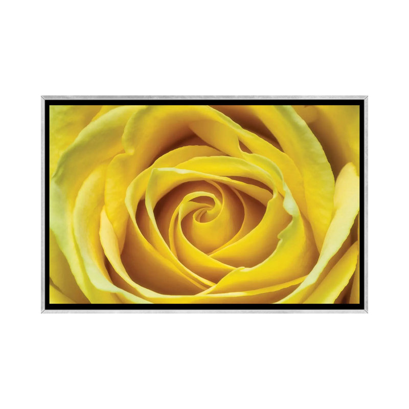 Jaune rose par Glauco Meneghelli-impression, Toile avec cadre argenté, Pas de tapis, H 18 po x l 26 po x P 1,5 po