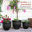 Pot Planter-1342262759