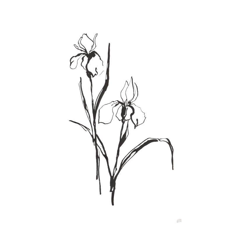 Line Iris III by Chris Paschke - Drawing Print, 46cm H x 30cm W, Black Floater Framed