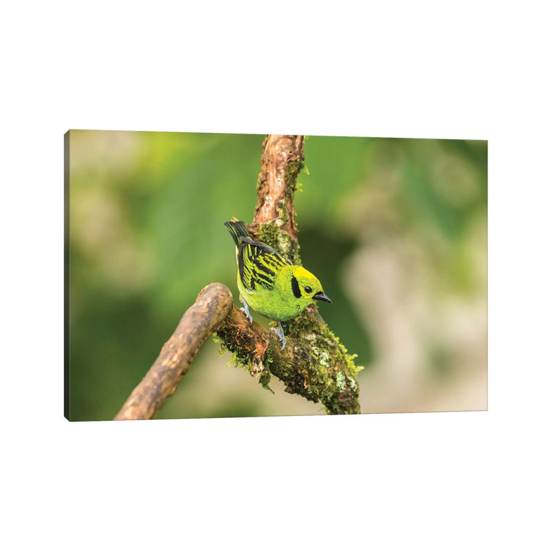 Costa Rica, La Paz River Valley. Captive Emerald Tanager In La Paz Waterfall Garden. by Jaynes Gallery - Wrapped Canvas Print