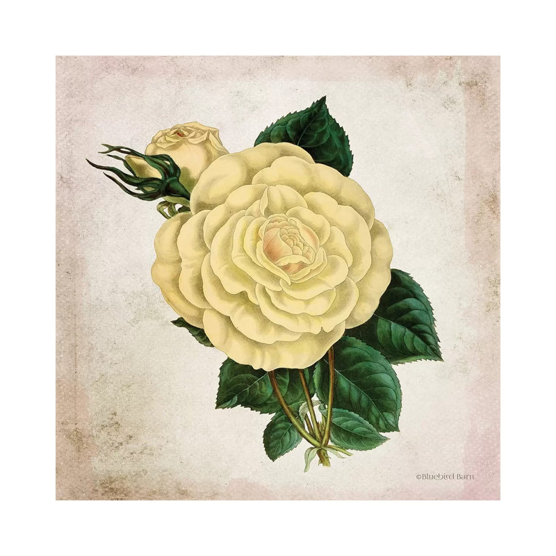 Vintage Cream Rose by Bluebird Barn - Wrapped Canvas Print, 30.48 cm H x 30.48 cm W