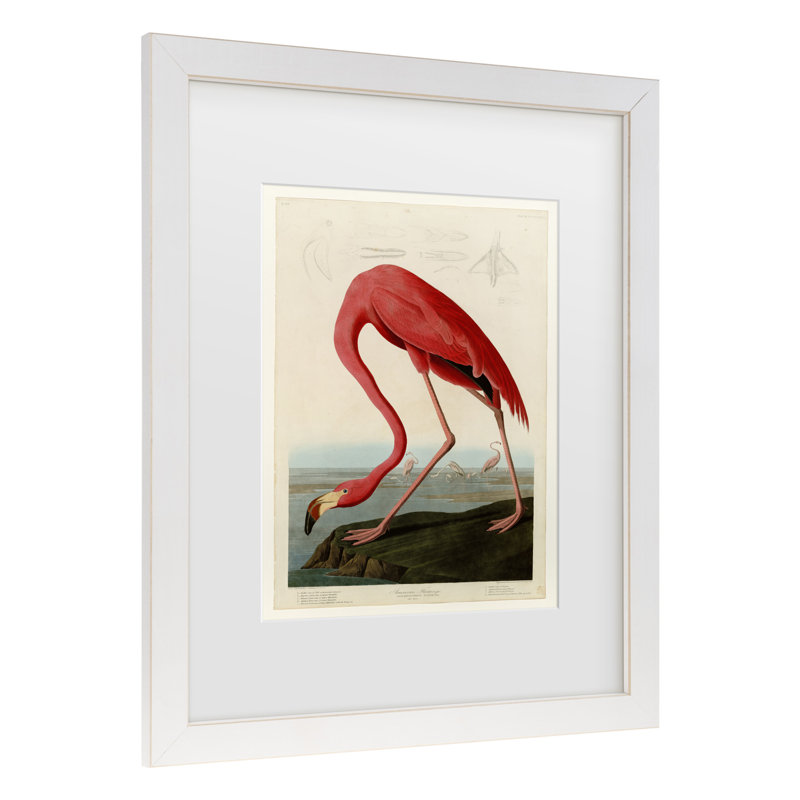 John James Audubon, art encadré mat «American Flamingo», H 16 po x l 13 po x P 0,75 po, Blanc