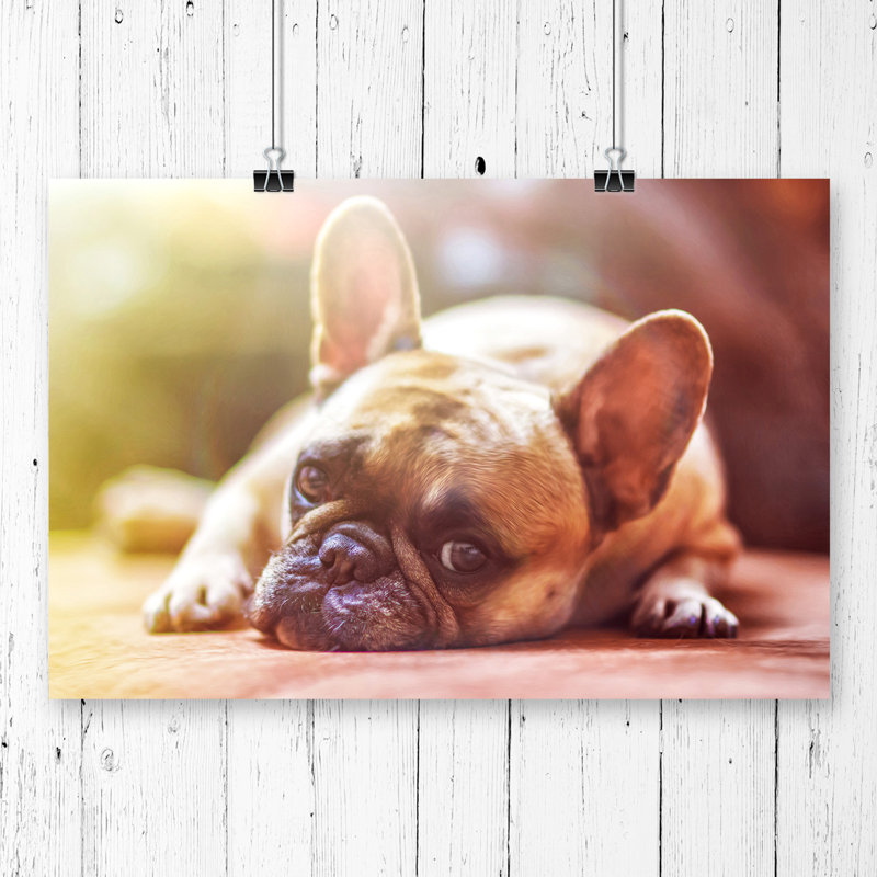 Resting French Bulldog Dog - Frameless Print, 42 x 59.4cm
