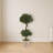 Sweet Bay Double Topiary Tree in Farmhouse Planter
