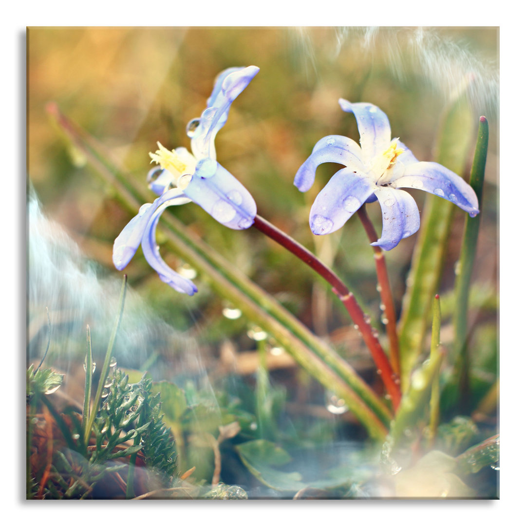 Glasbild Kleine Lila Waldblume