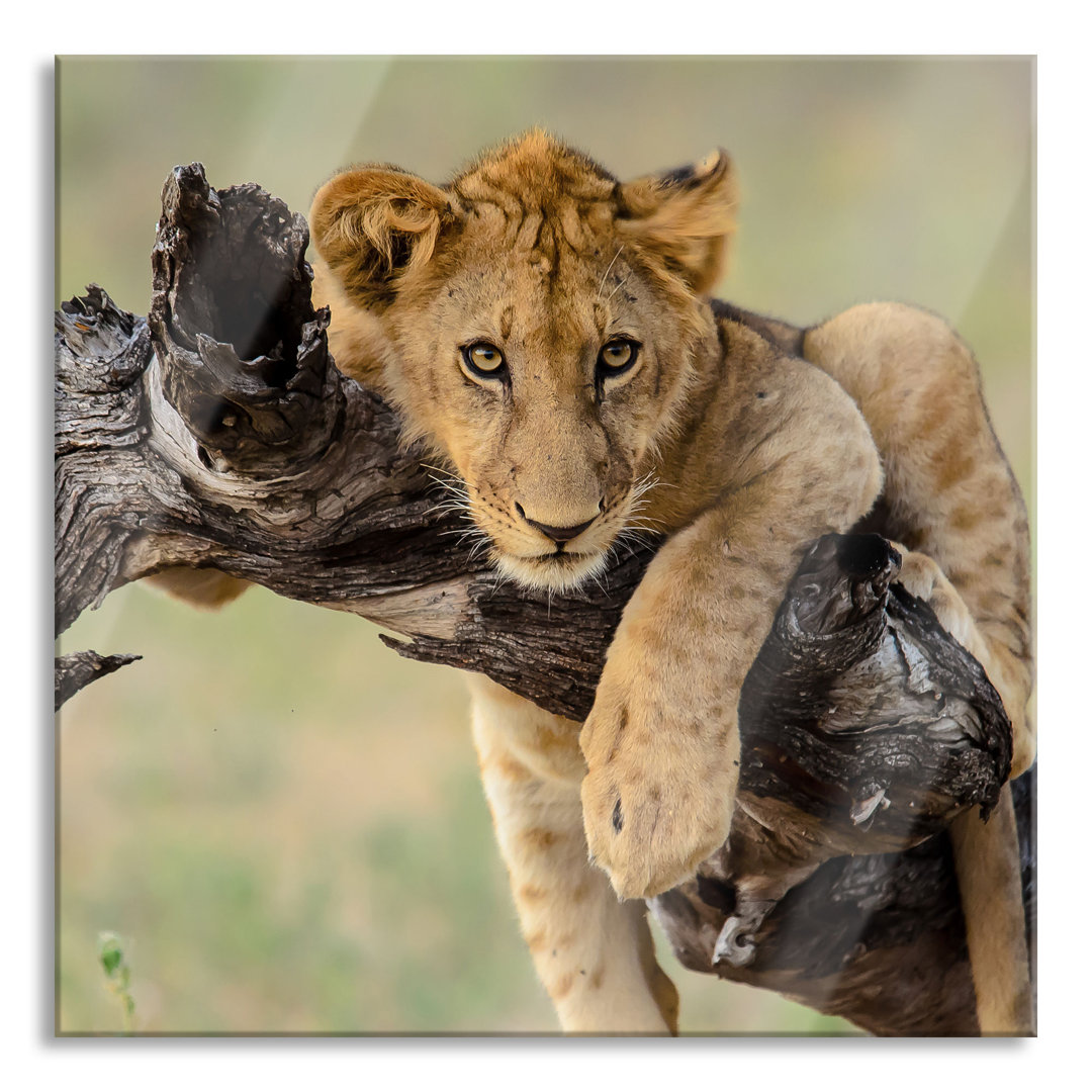 Ungerahmtes Foto auf Glas "Lion Cub in Nature"