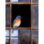 «Lark Manor ™ Vest», art sur toile tendue par Chris Gallery, fenêtre Bluebird 77152D-1377705307