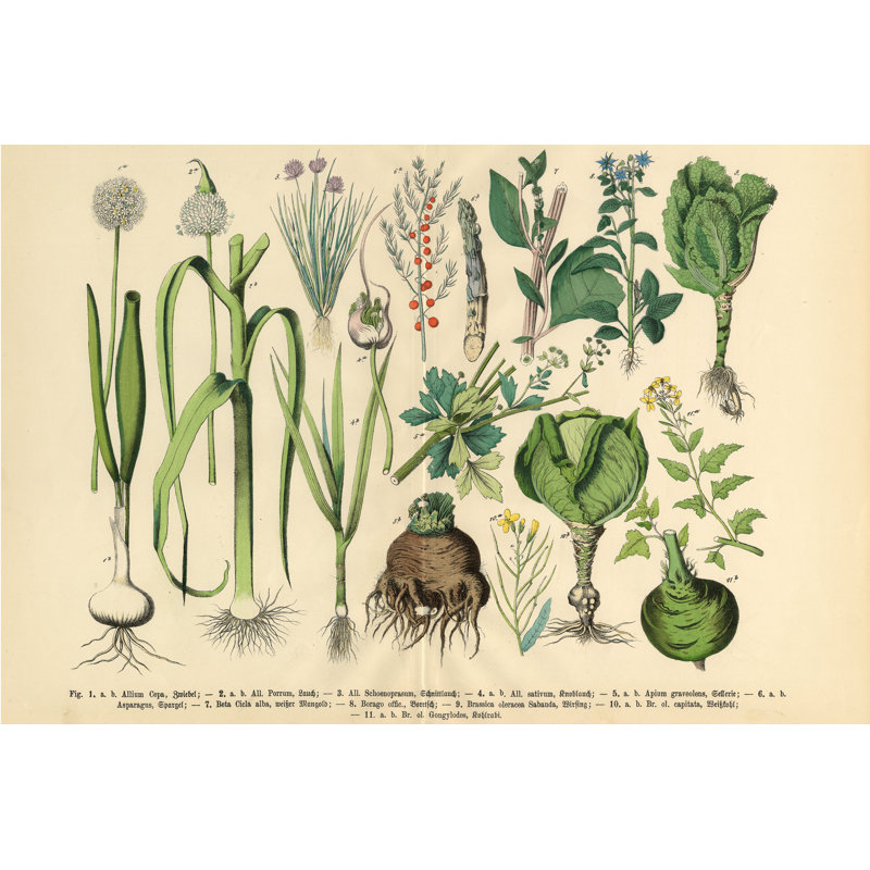 "Astasia Légumes, fruits et baies" par - impression sur toile tendue, H 24 po x l 36 po