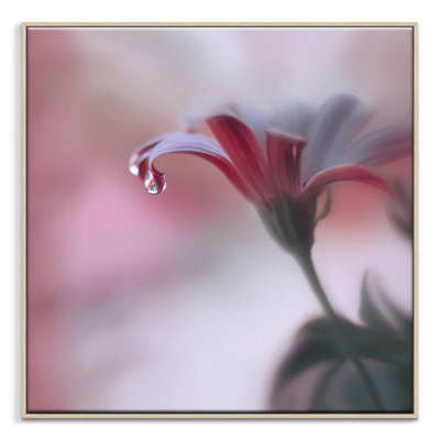 Print on Canvas
