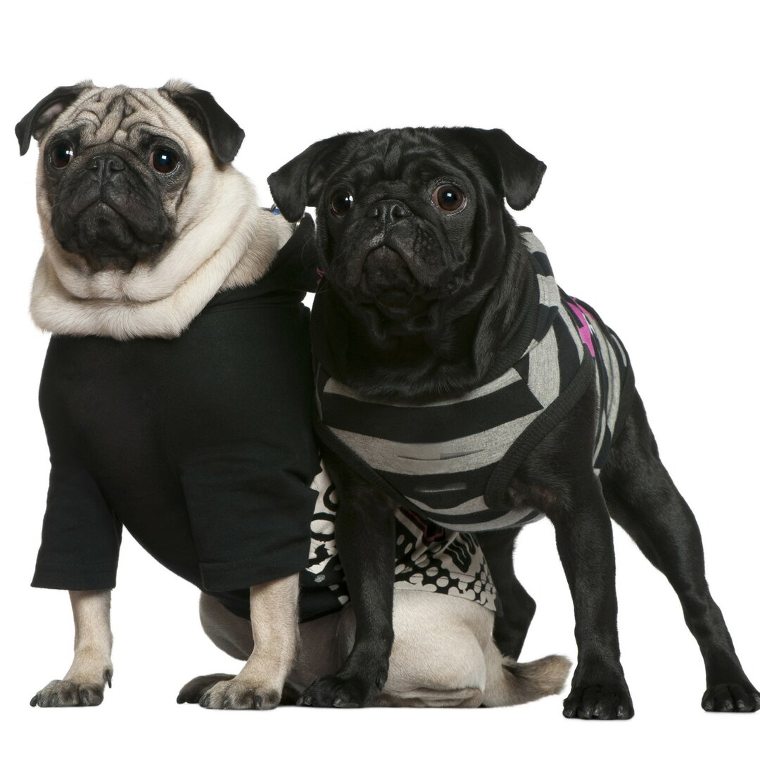 Strukturierte Tapete Pug Fashion