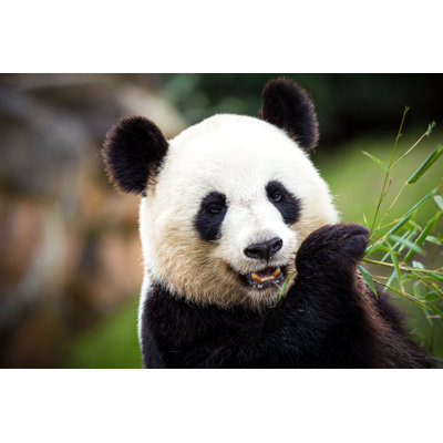 Giant Panda by Gui00878