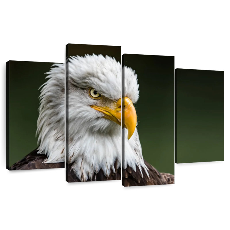 Brampt Bald Eagle Stare, 42" H x 68" W