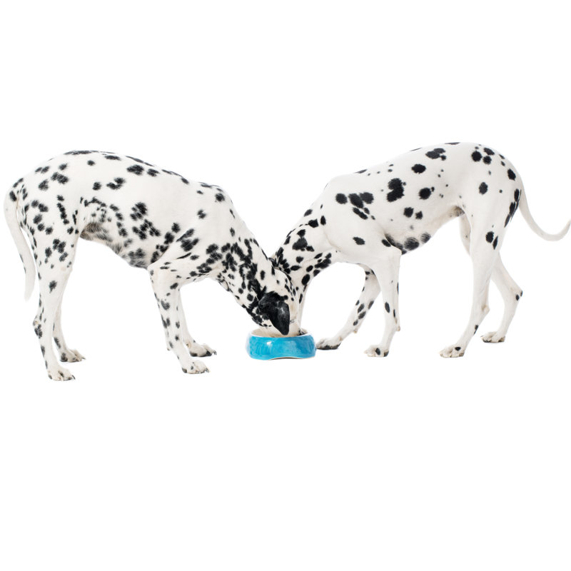 Two Dalmatians Eating by Alvarez, 12" H x 18" W