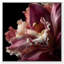 Velvet Labellum Print by Oliver Gal-819406402-819406411
