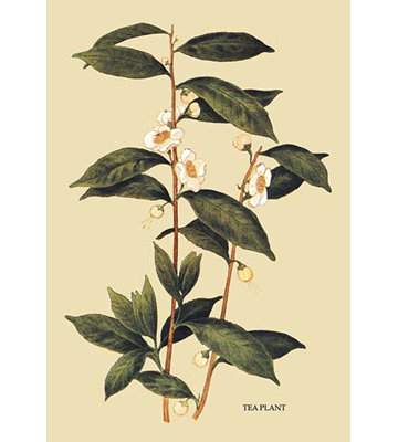Plantes de thé, reproduction d’art