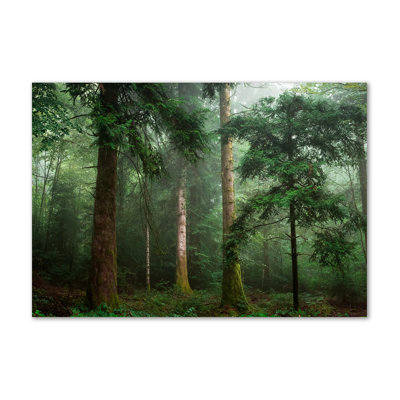Fog In The Forest - Wrapped Canvas Print
