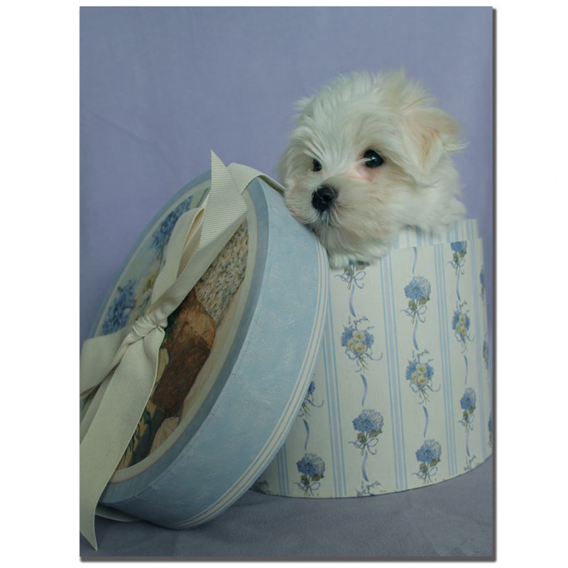 « maltais chiot present » par patty tuggle, reproduction de photo sur toile tendue encadrée