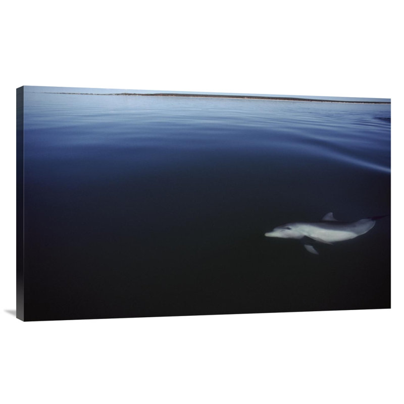 " Bottlenose Dolphin Swimming Underwater, Australia ", Wrapped Canvas, 22.32" H x 36" W
