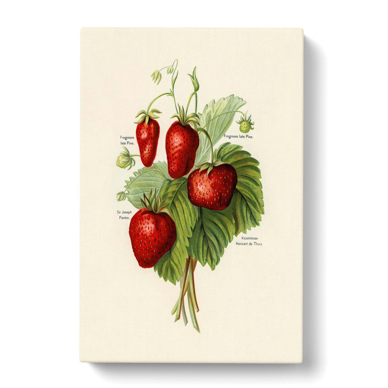 Vintage Illustration Of Strawberries - Wrapped Canvas Painting, 50cm H x 35cm W x 3cm D