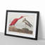 Scarlet Ibis Bird by John Audubon - Picture Frame Painting Print-55614343-55614346