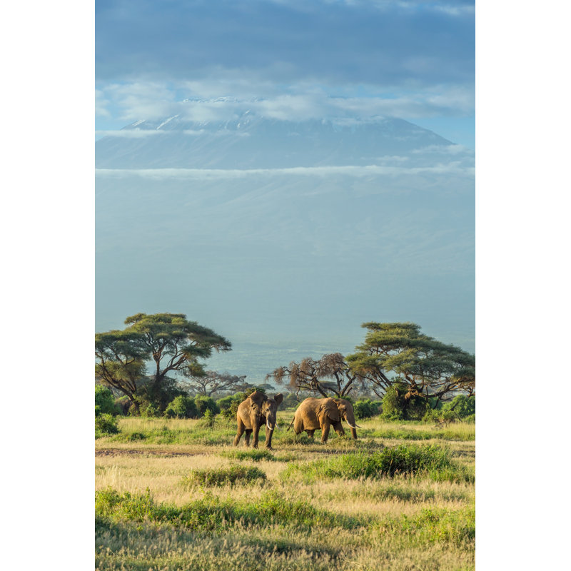 Elephant by 1001Slide