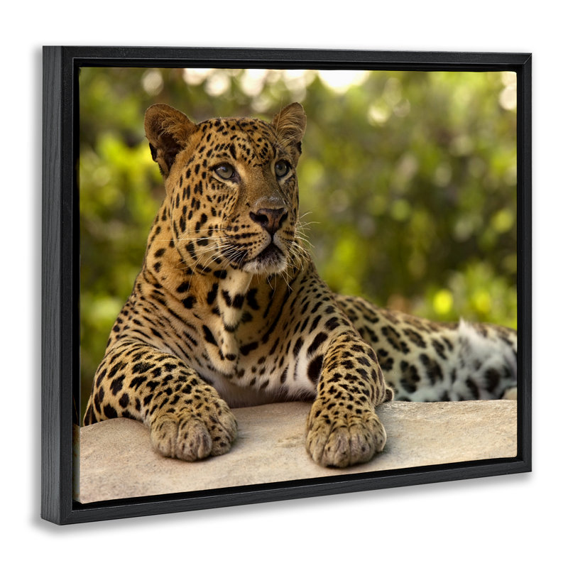 Cadre flottant Leopard, Cadre flottant noir de jais, H 17 po x l 21 po